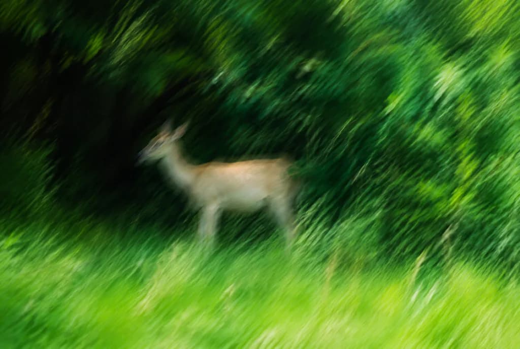 Impressionistic Motion Blurred Deer in Forest
