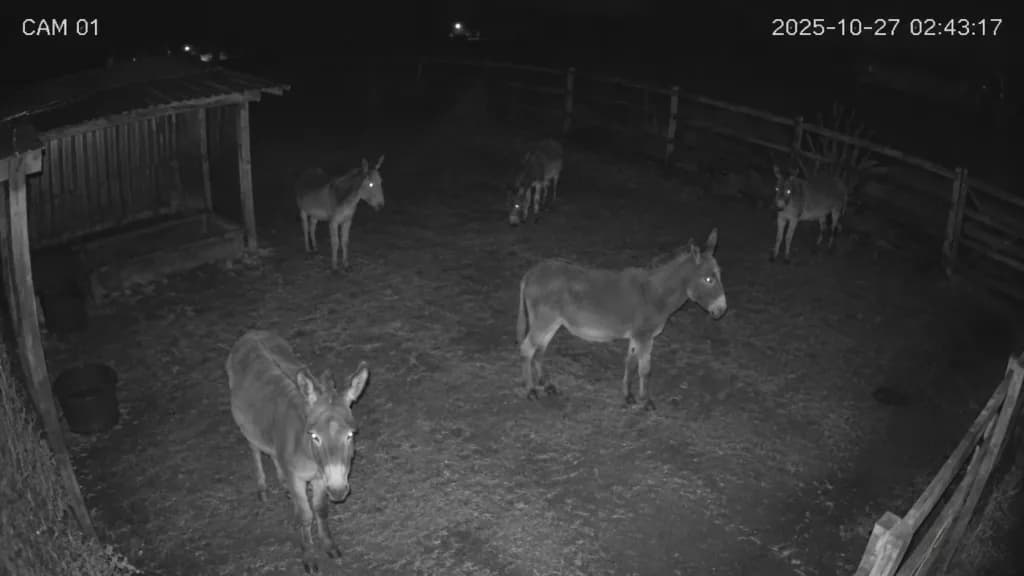 夜間監視カメラ映像